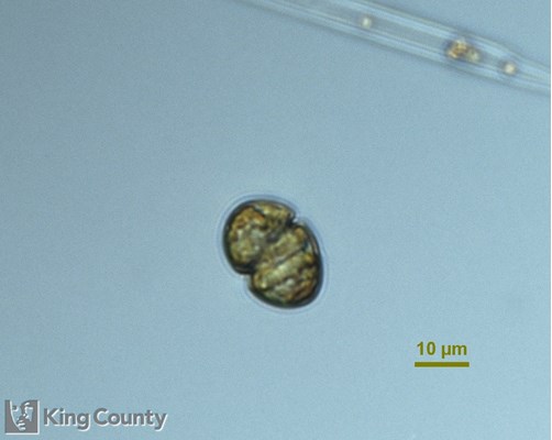 Photo of Karlodinium
